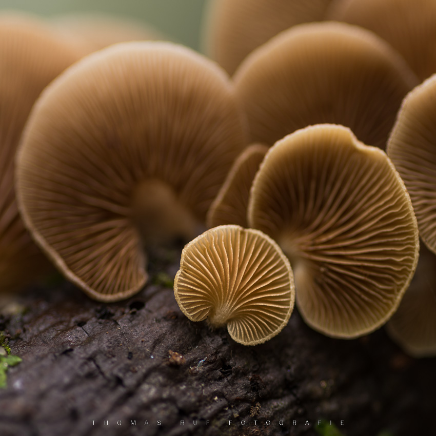 Schizophyllum commune | Gemeiner Spaltblättling