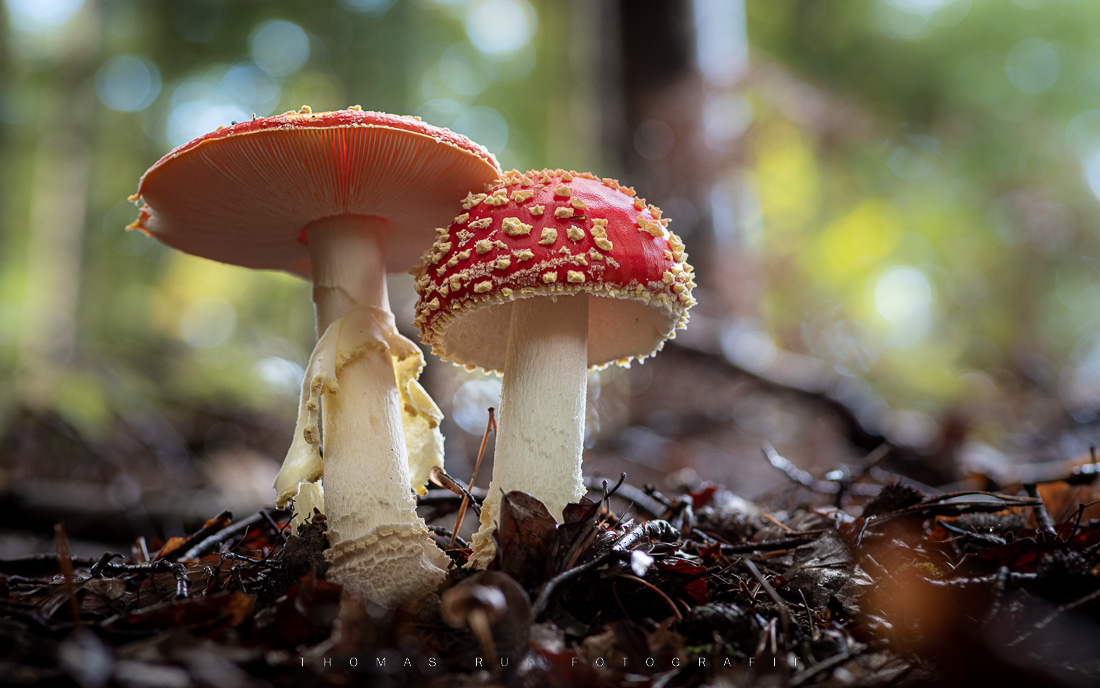Amanita muscaria | Fliegenpilz