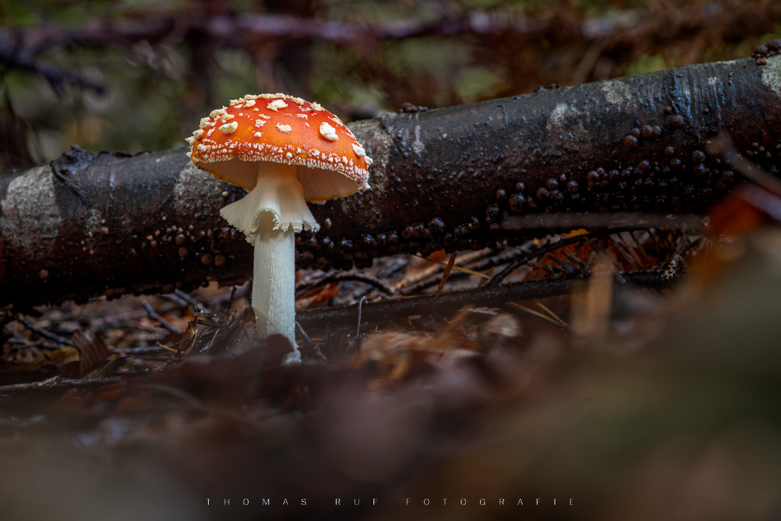 Amanita muscaria | Fliegenpilz