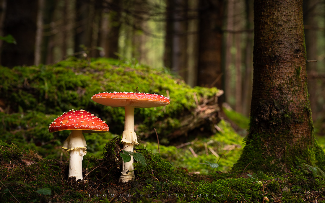Amanita muscaria | Fliegenpilz