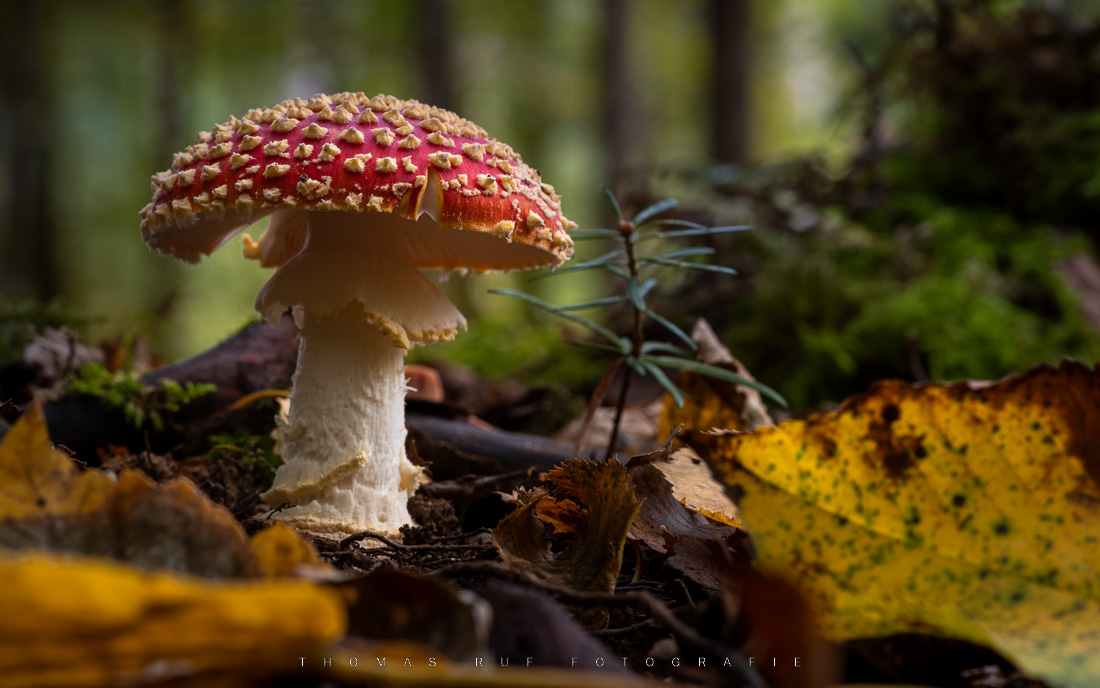 Amanita muscaria | Fliegenpilz