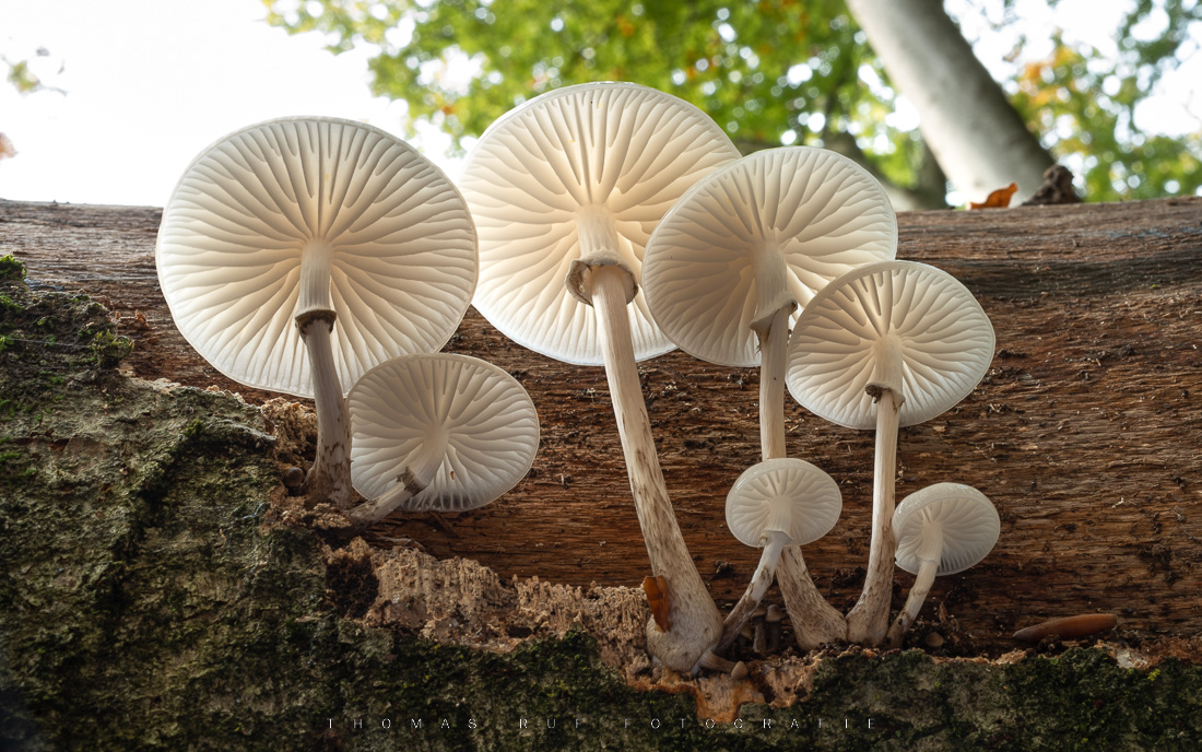 Oudemansiella mucida | Buchen-Schleimrübling