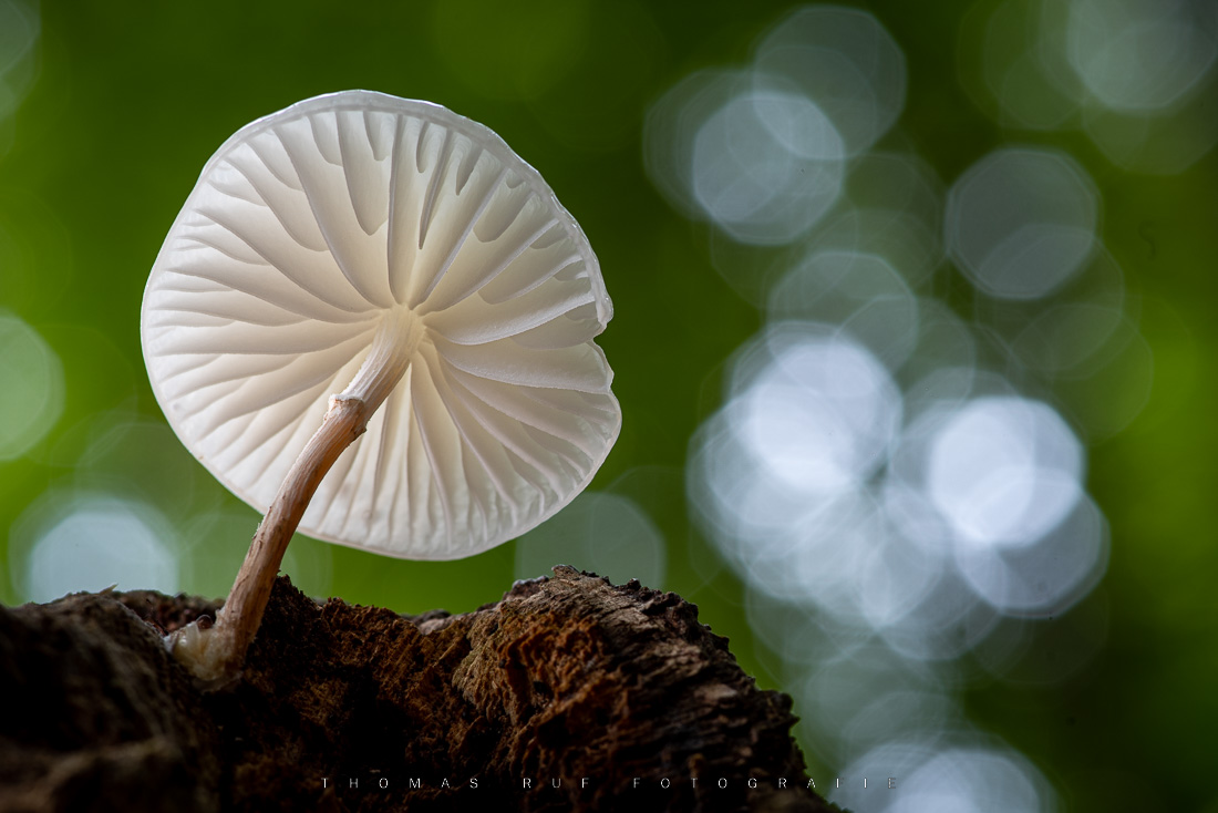 Oudemansiella mucida | Buchen-Schleimrübling