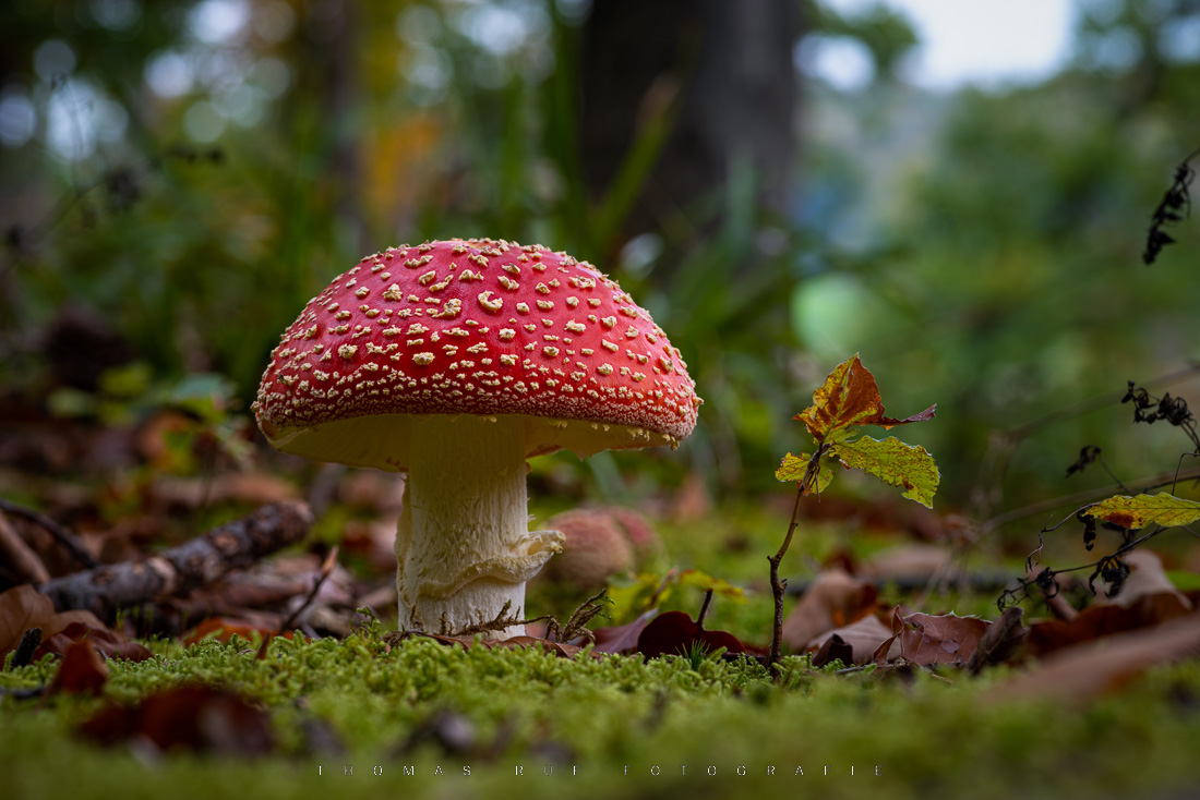 Amanita muscaria | Fliegenpilz