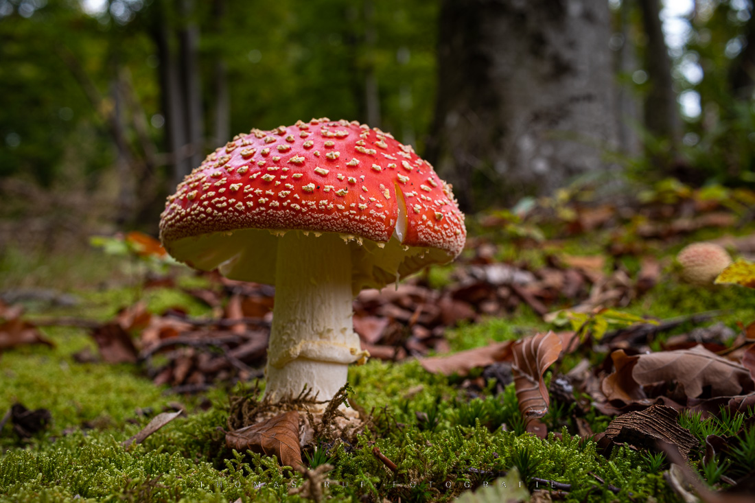 Amanita muscaria | Fliegenpilz