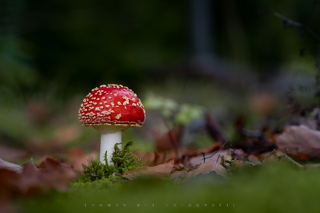 Amanita muscaria | Fliegenpilz