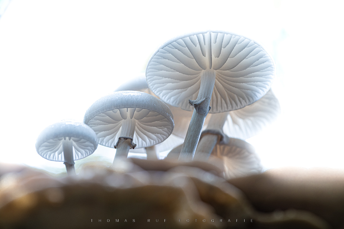 Oudemansiella mucida | Buchen-Schleimrübling
