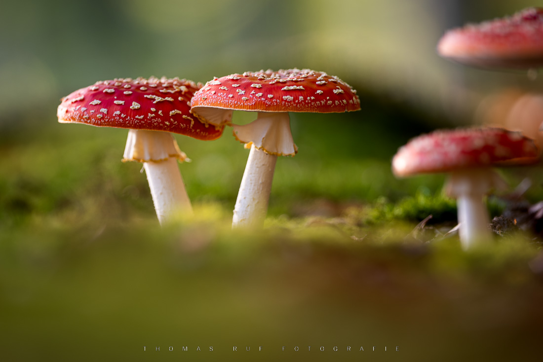 Amanita muscaria | Fliegenpilz