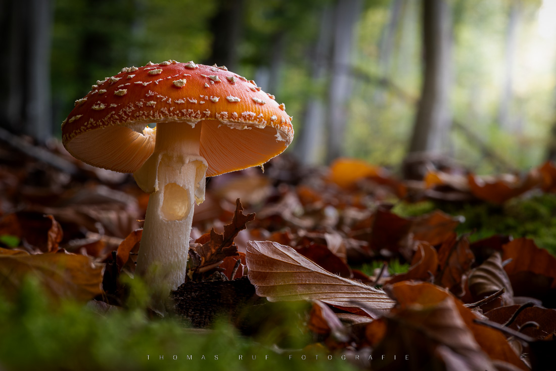 Amanita muscaria | Fliegenpilz