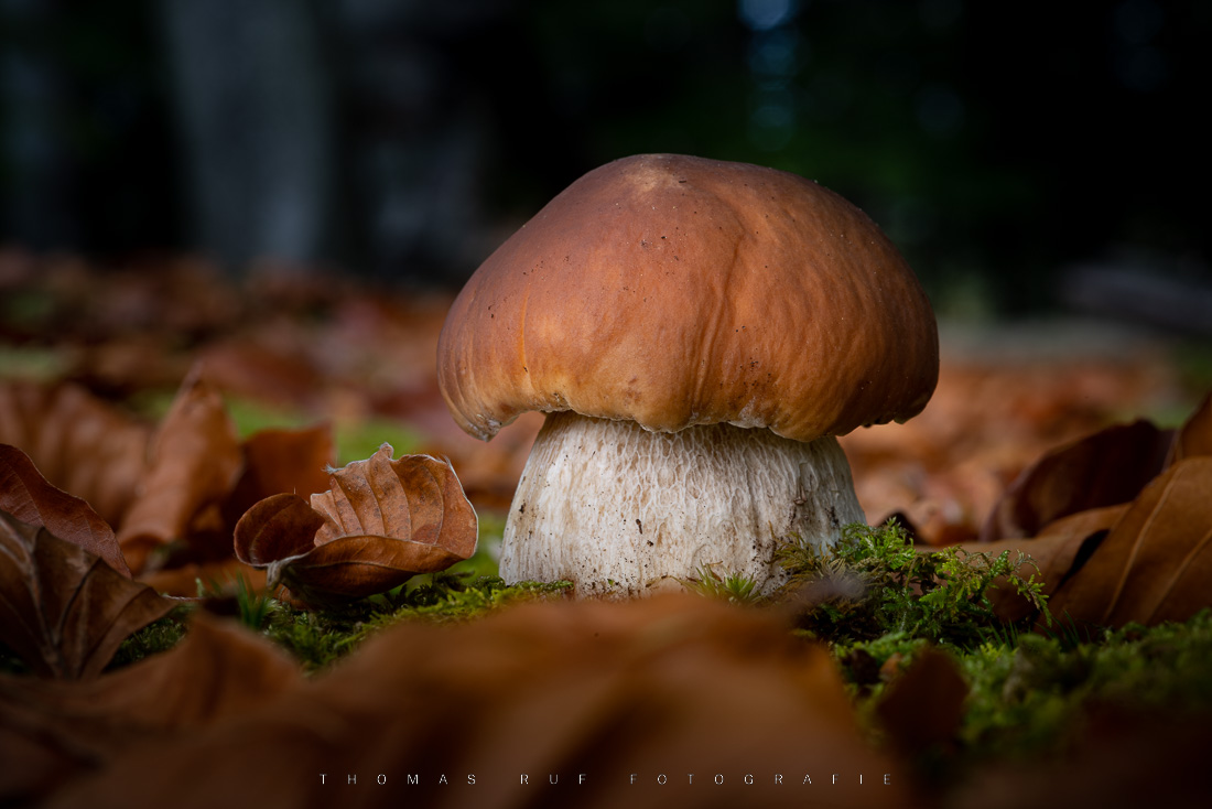 Boletus edulis | Steinpilz