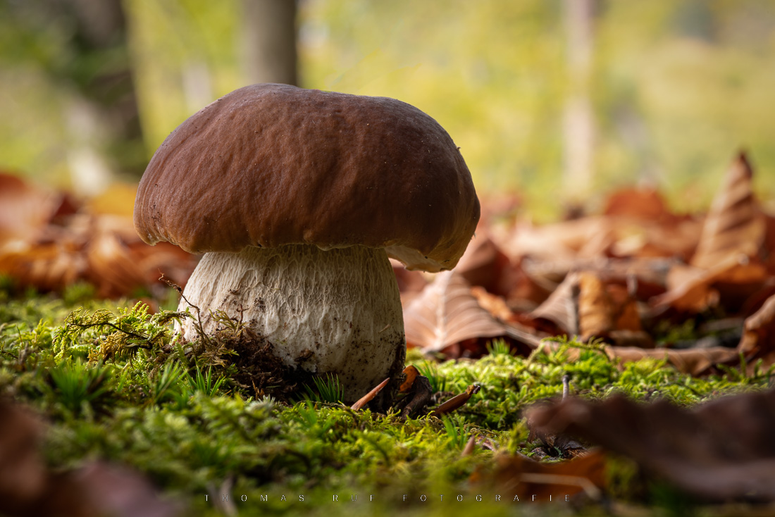 Boletus edulis | Steinpilz