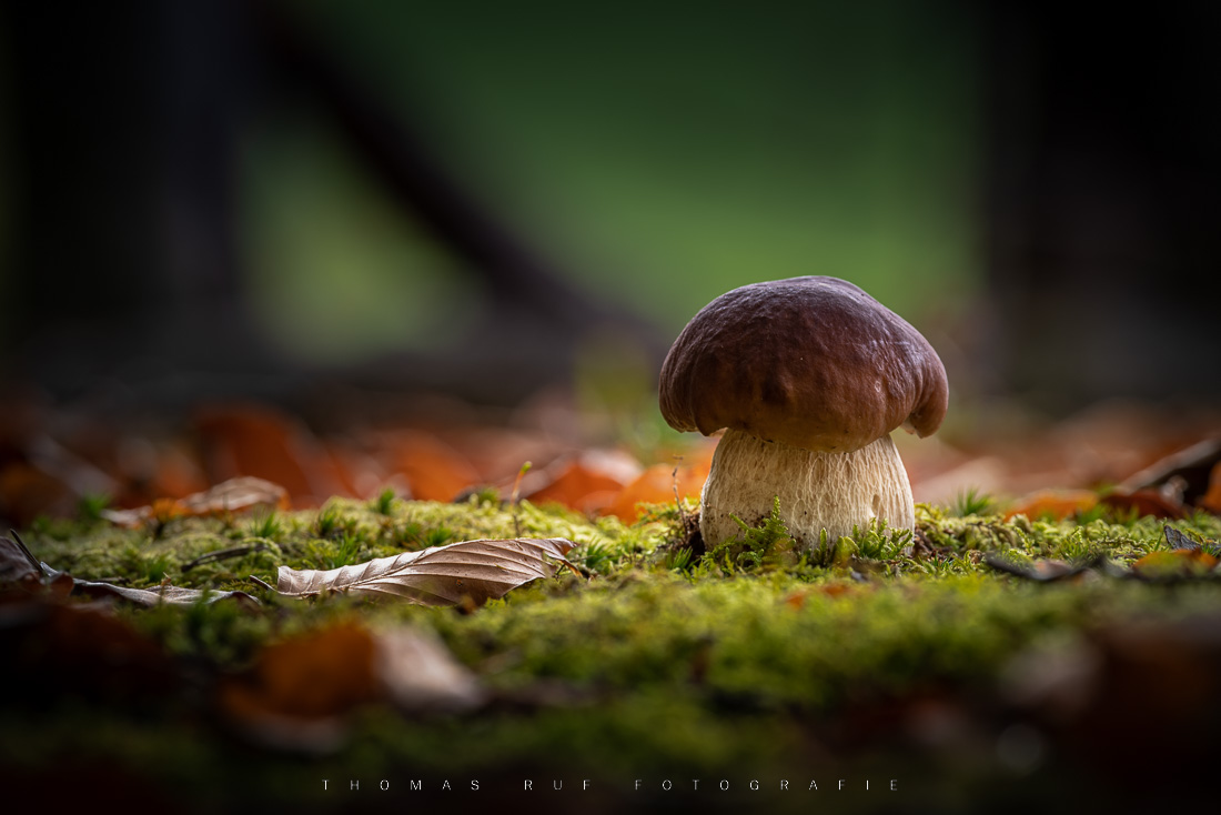 Boletus edulis | Steinpilz
