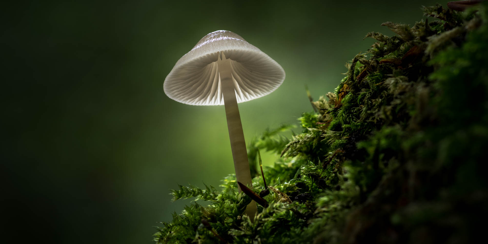 Pilzfotografie – Magische Pilze