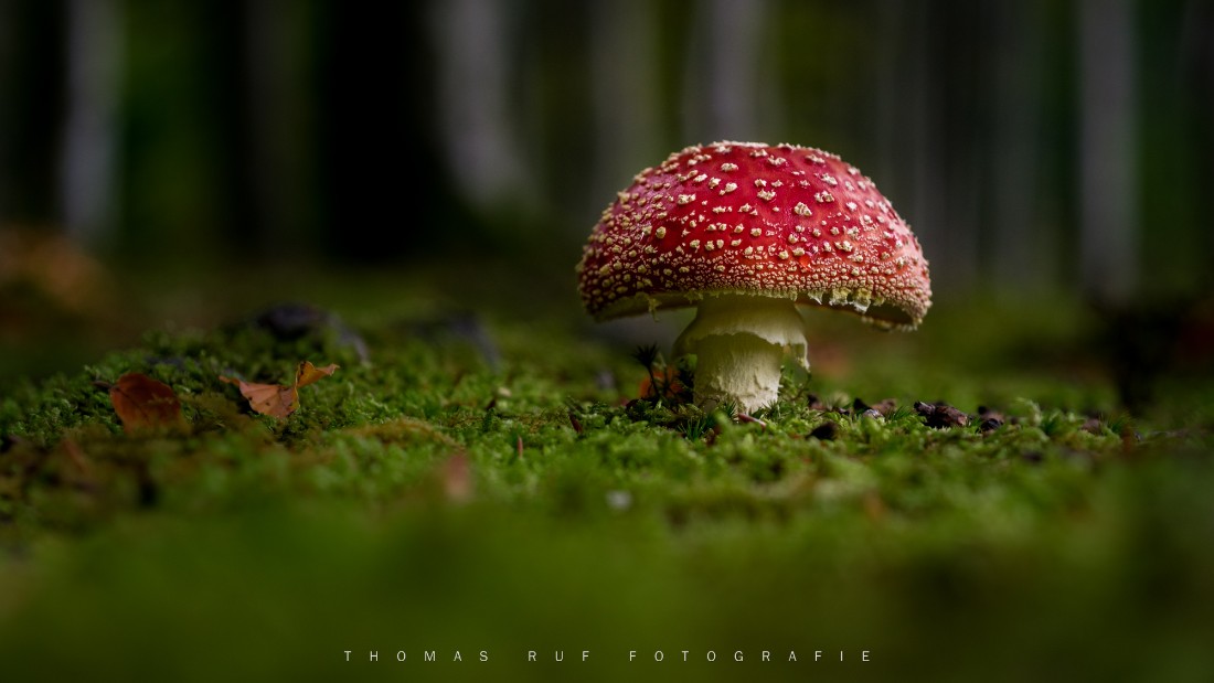 Amanita muscaria | Fliegenpilz