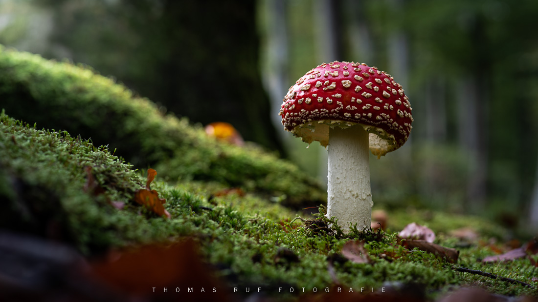 Amanita muscaria | Fliegenpilz
