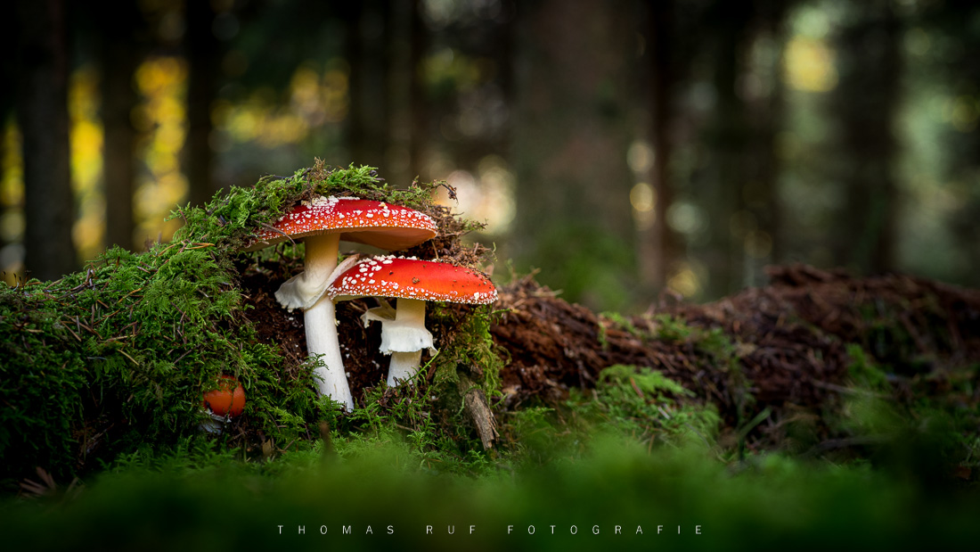 Amanita muscaria | Fliegenpilz