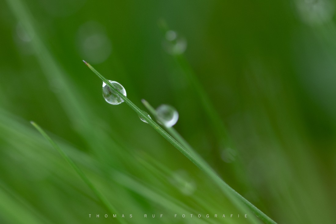 Wassertropfen im Gras | Muttenz BL