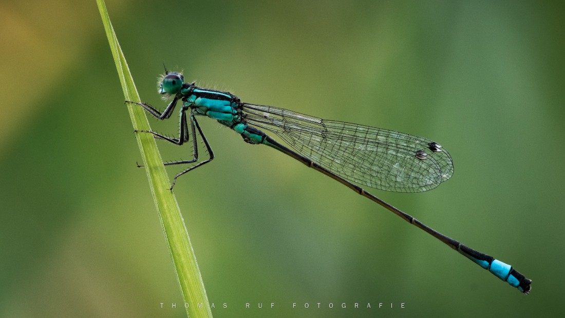 Libelle