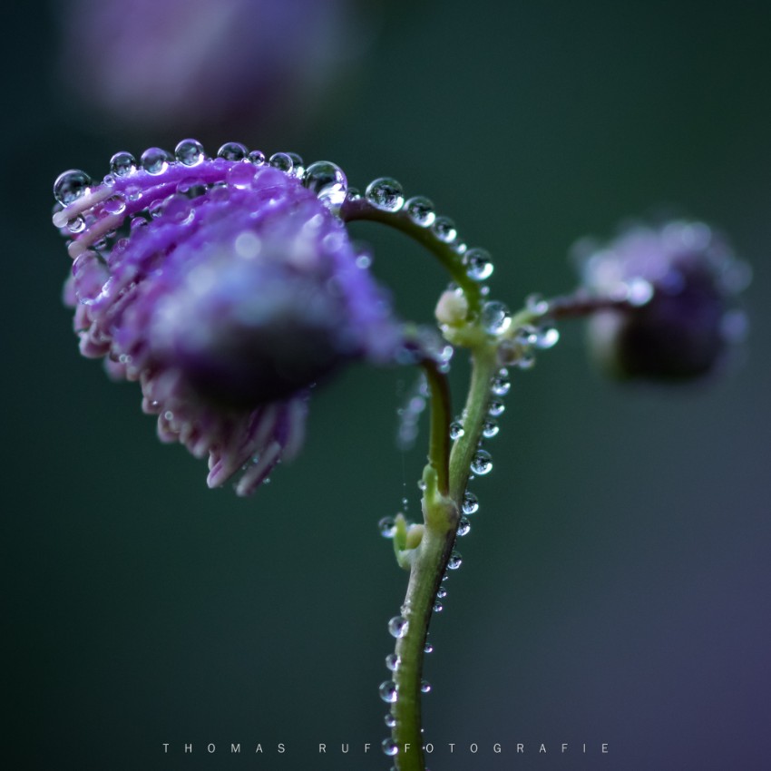 Morgentau | Muttenz BL