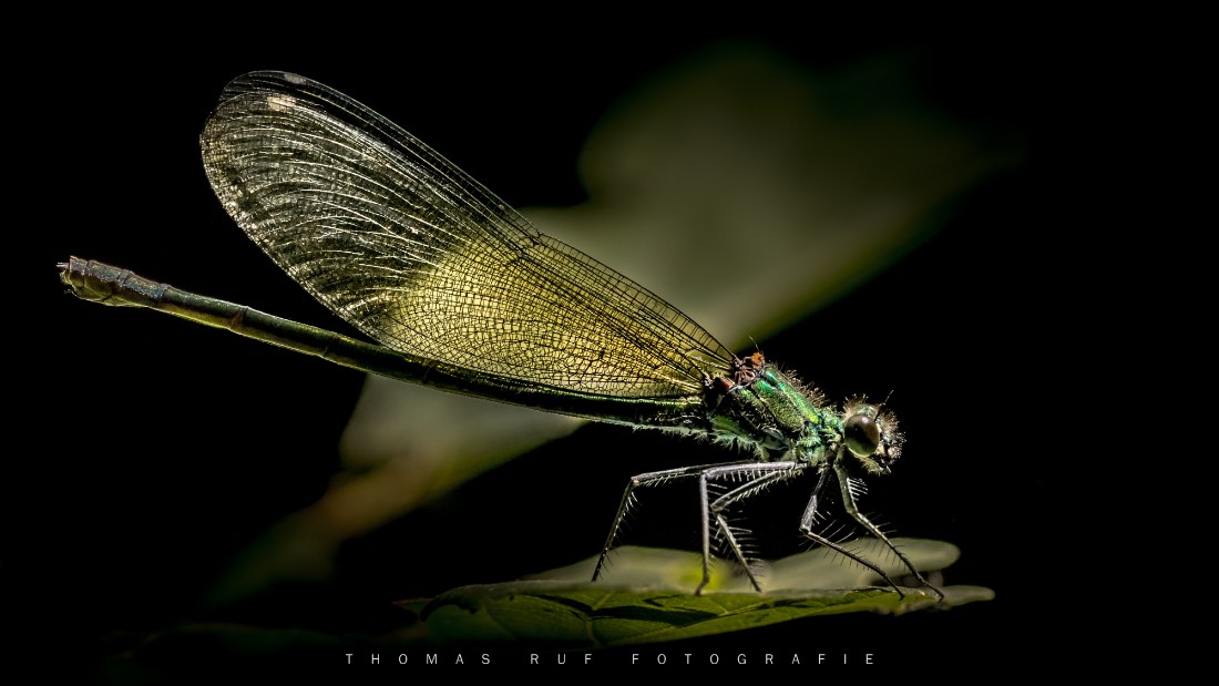 Libelle