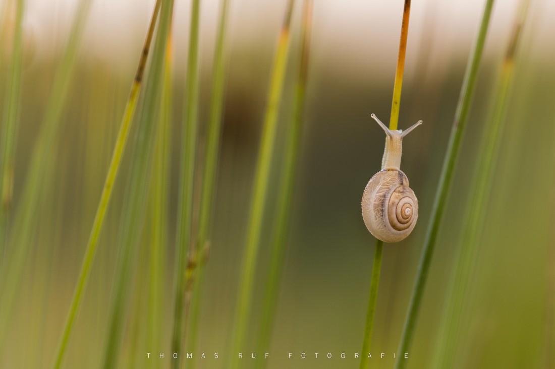 Kleine Schnecke | Möhlin AG