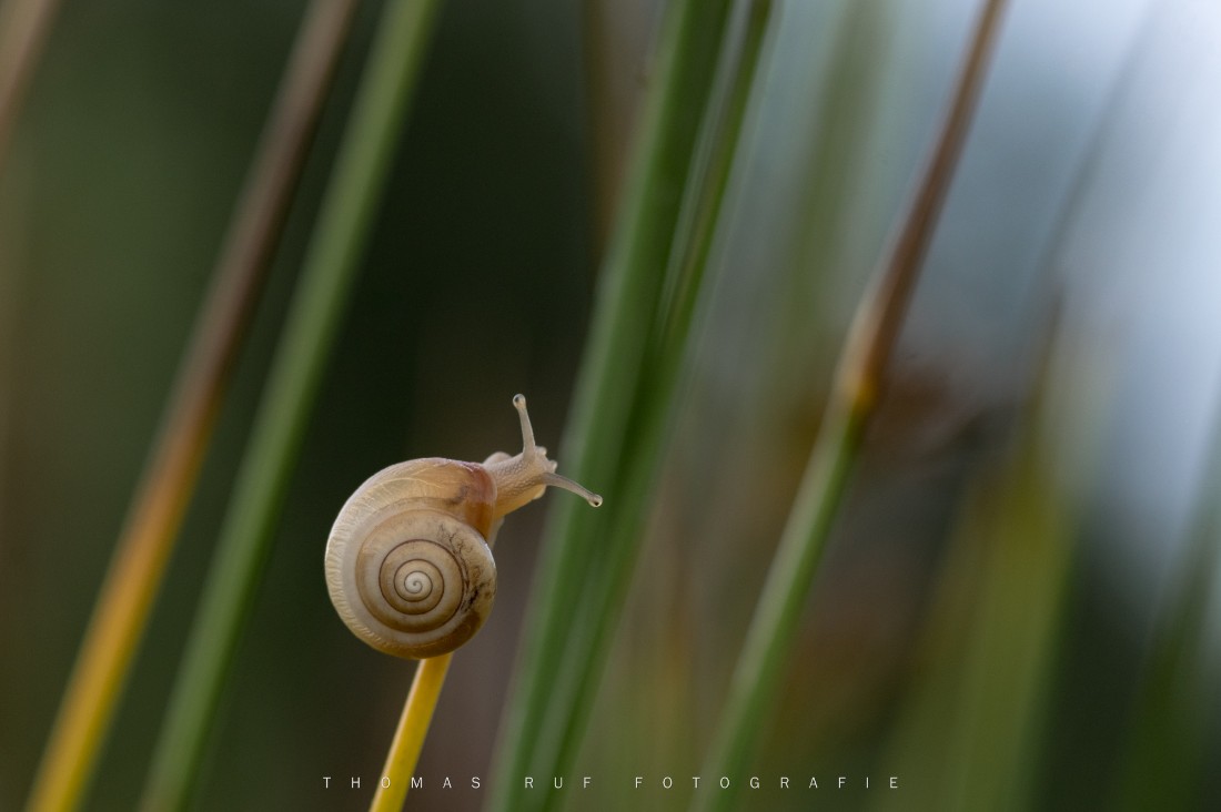 Kleine Schnecke | Möhlin AG