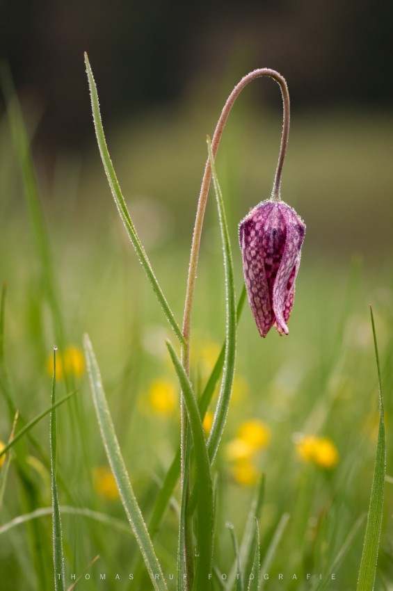 Schachbrettblume