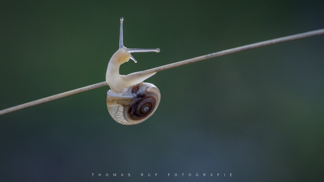 Kleine Schnecke | Möhlin AG