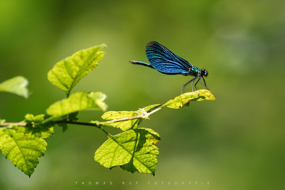 Prachtlibelle | Rothenfluh BL