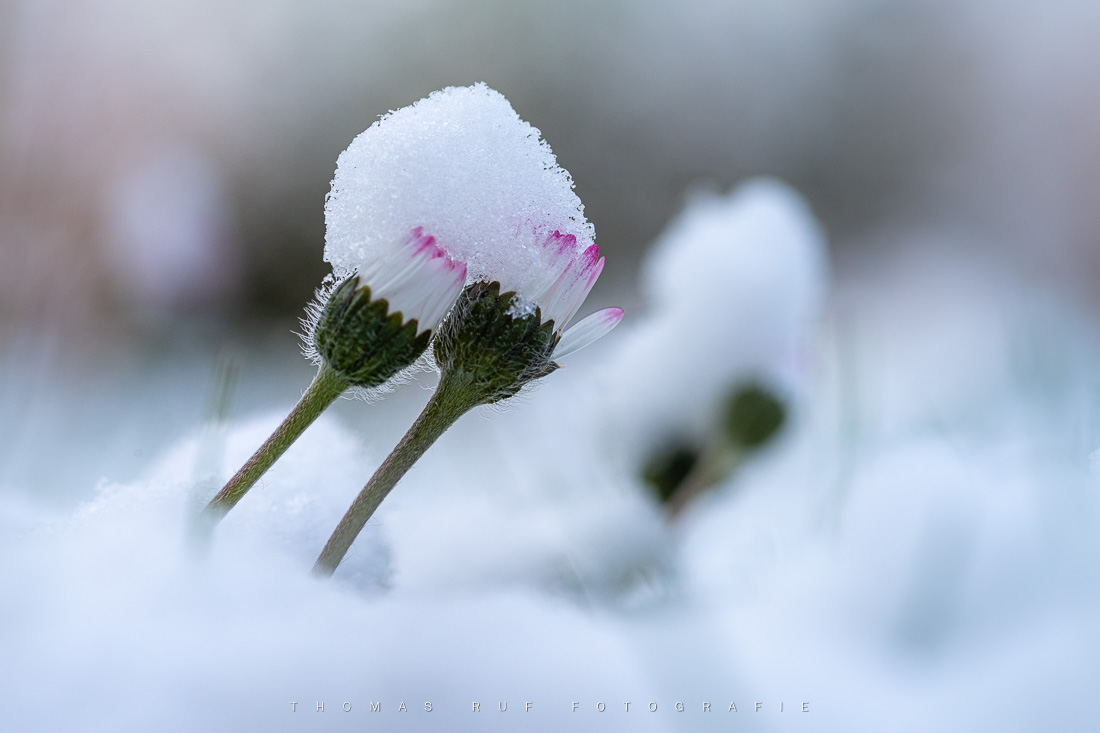 Gänseblümchen | Muttenz BL