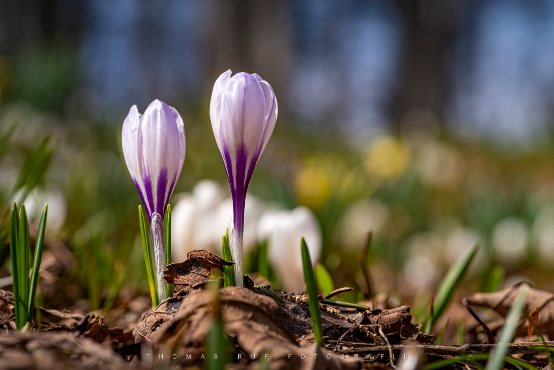Krokusse im Berner Jura