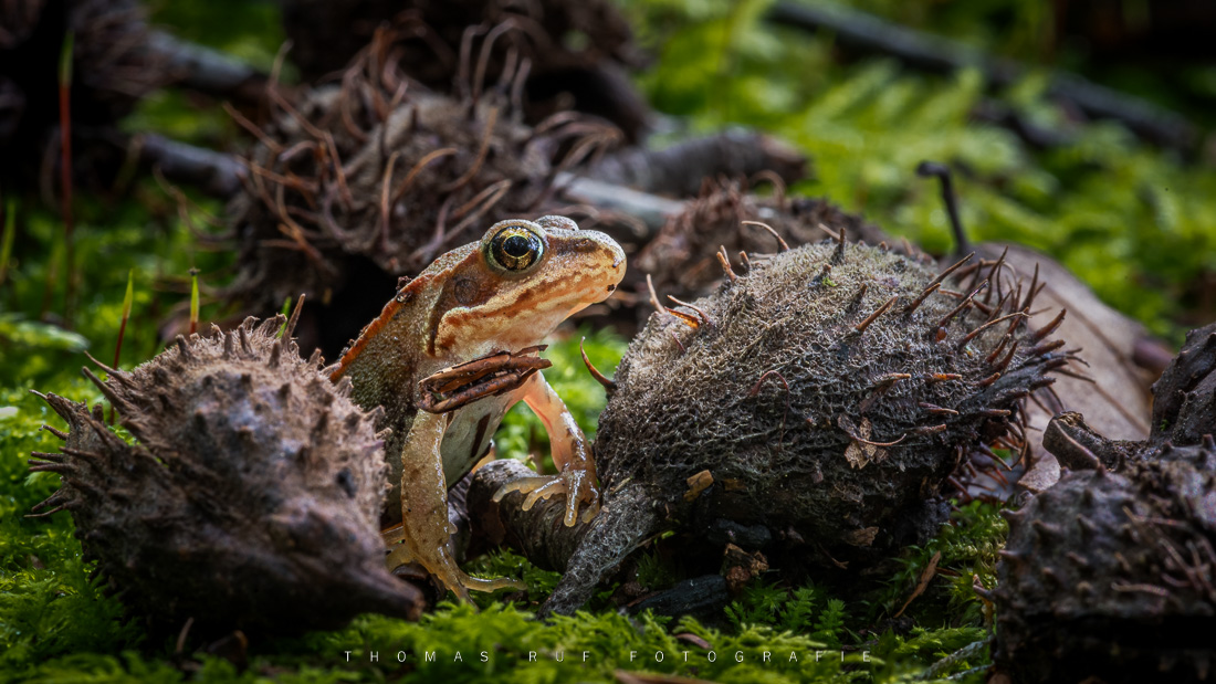 15mm-Grasfrosch im Wald | Muttenz BL