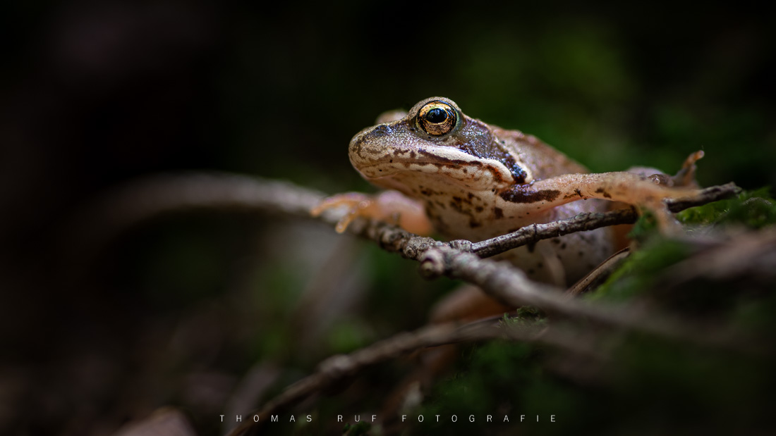 Junger Grasfrosch im Wald | Rheinfelden AG