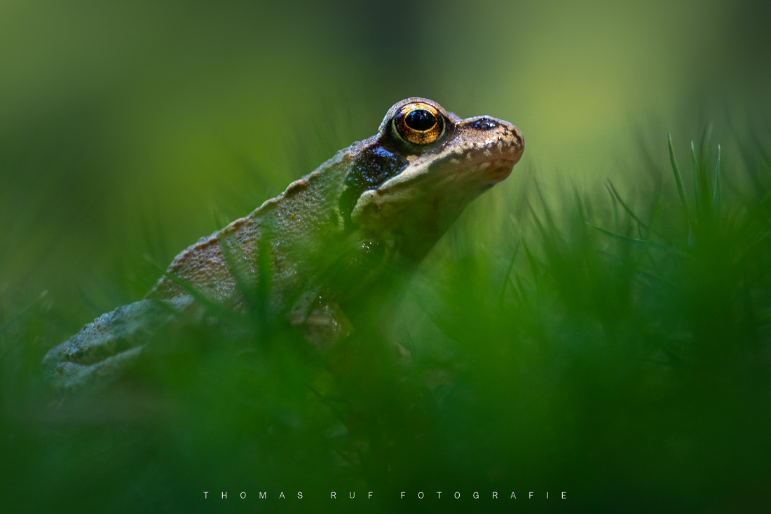 Junger Grasfrosch im Moos | Rheinfelden AG