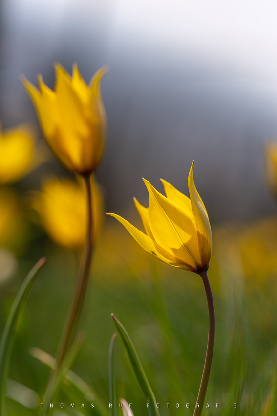 Wilde Tulpen