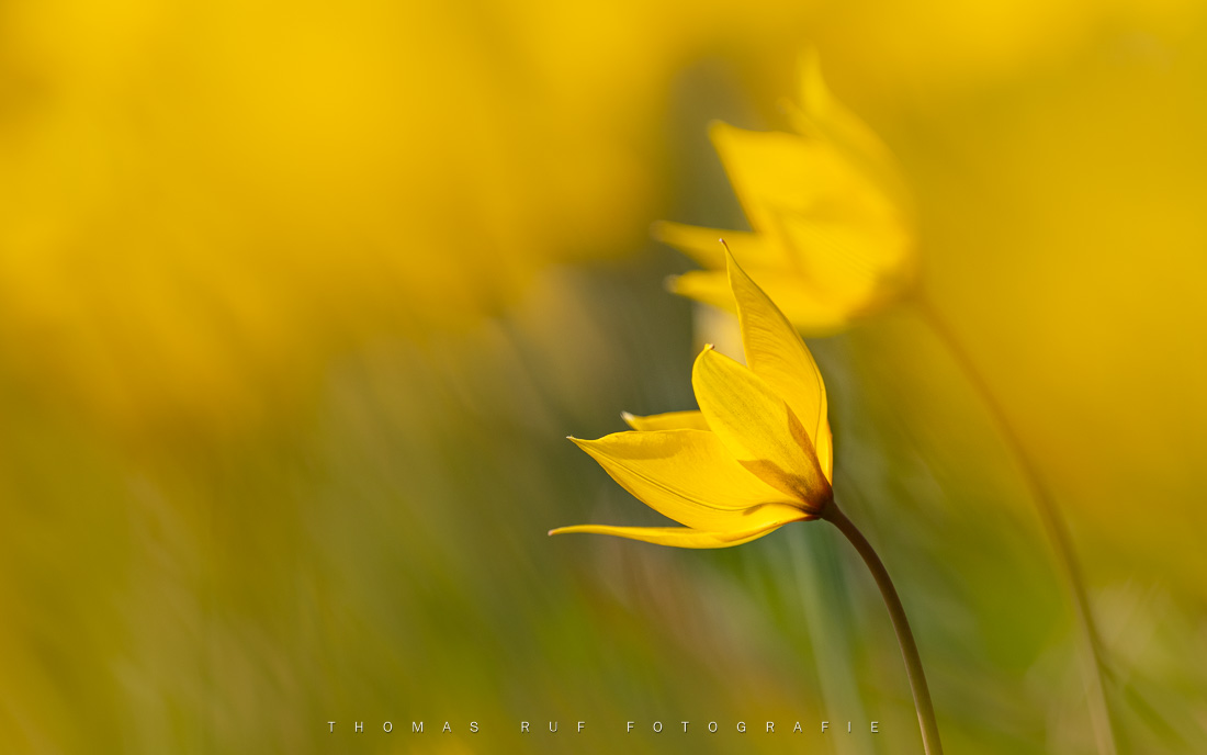 Wilde Tulpen