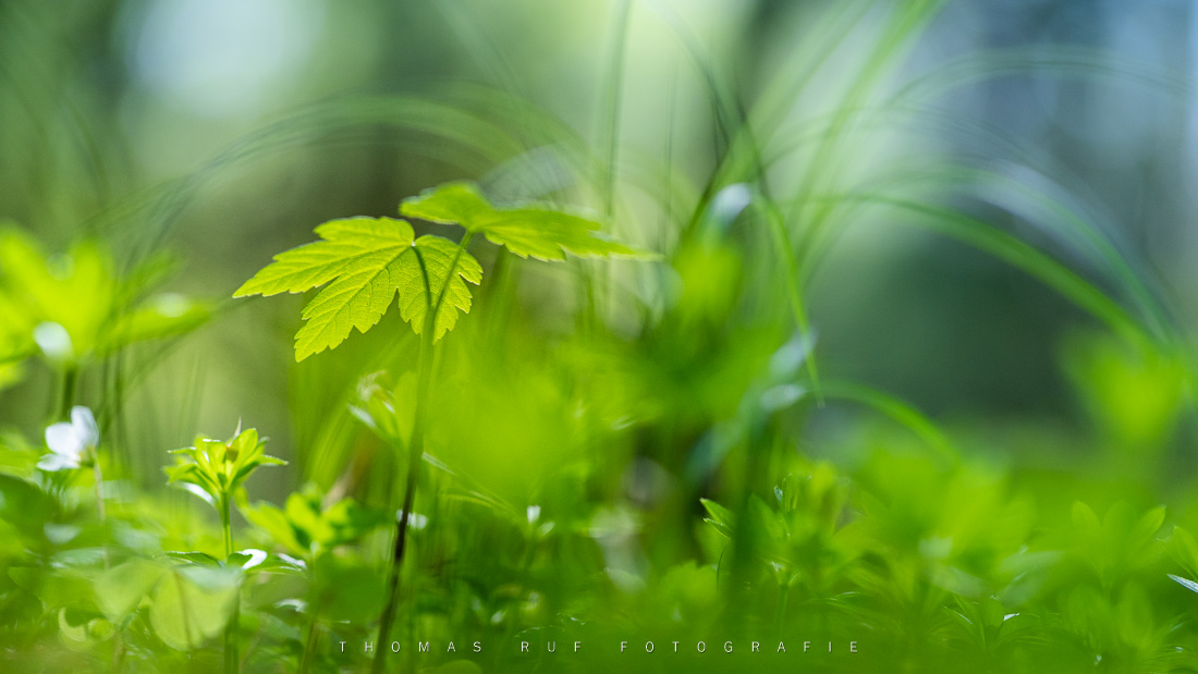 Grüner Waldboden