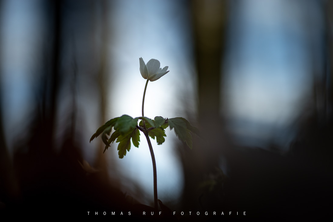 Anemone nemorosa | Buschwindröschen