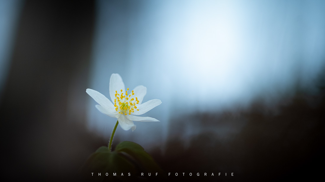Anemone nemorosa | Buschwindröschen