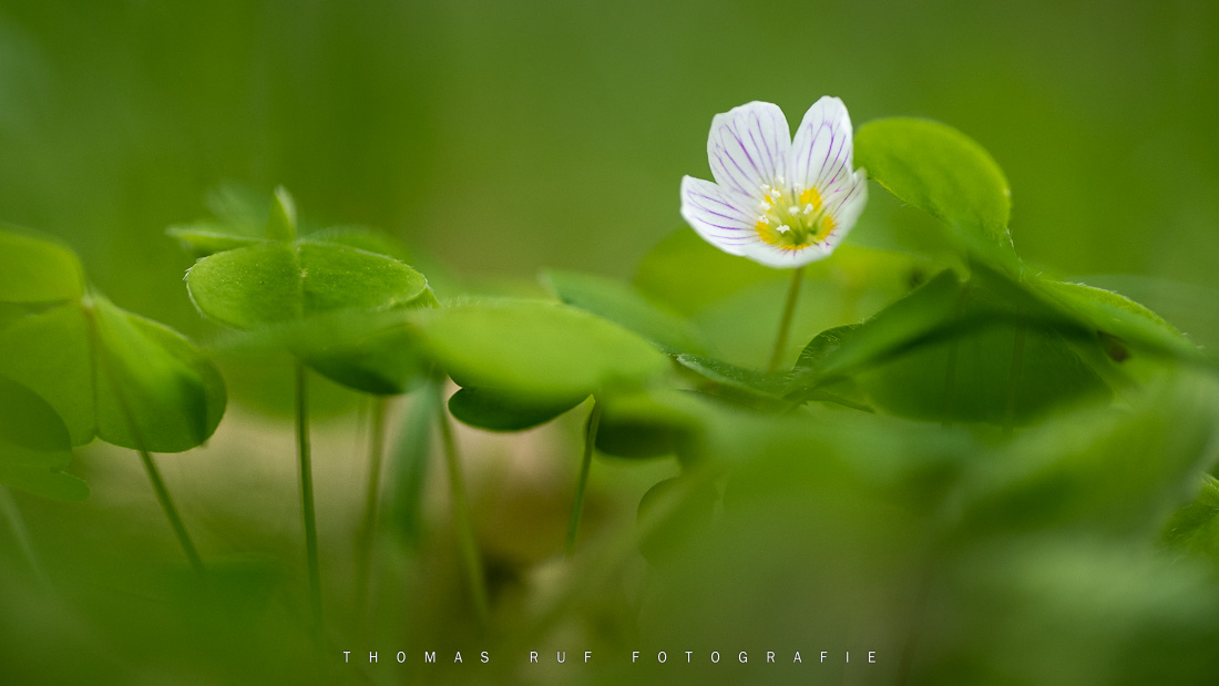Süssklee-Blüte
