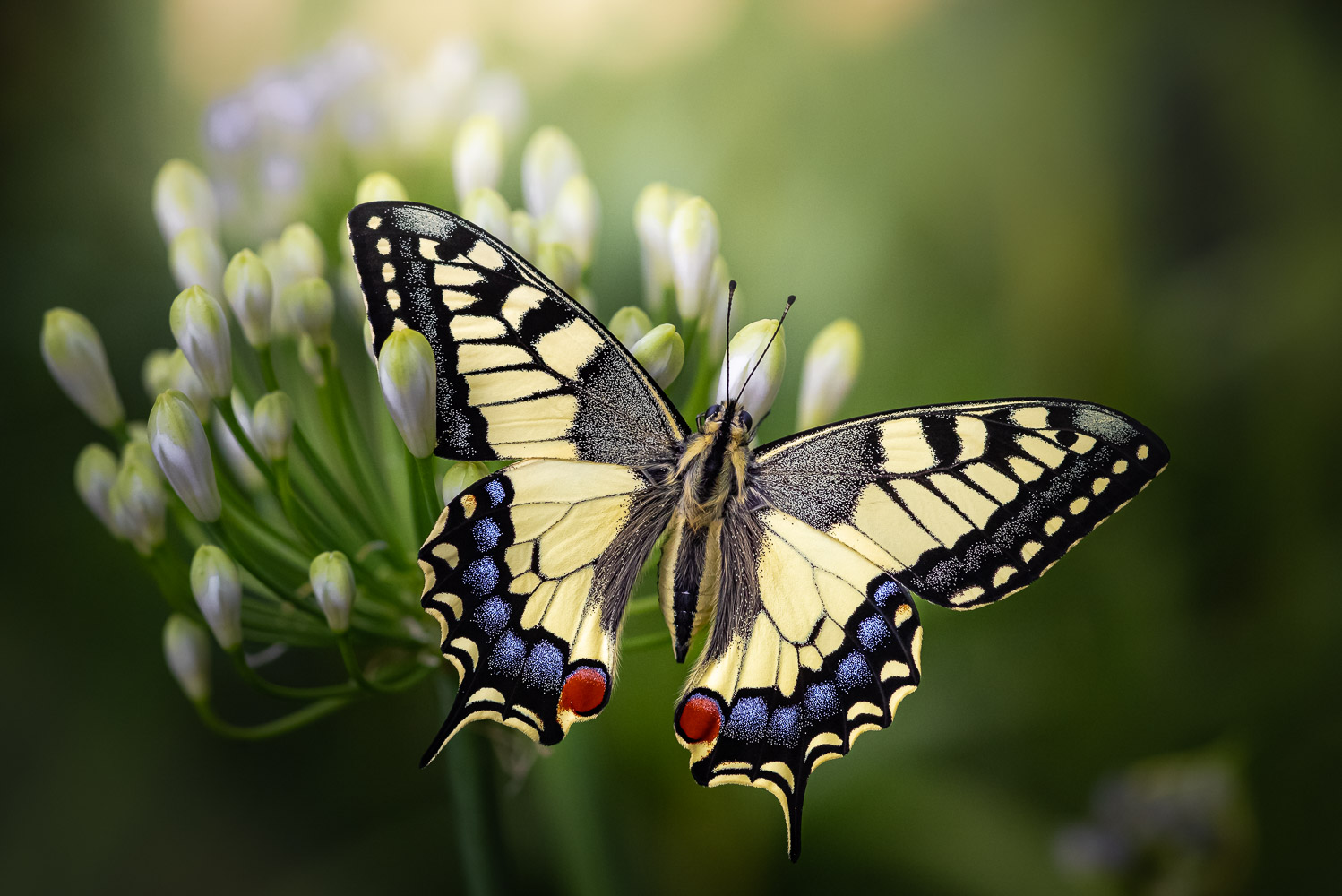 Makroaufnahmen Schweiz