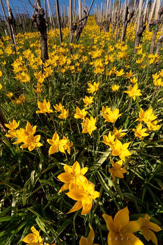 Wartenbergtulpen