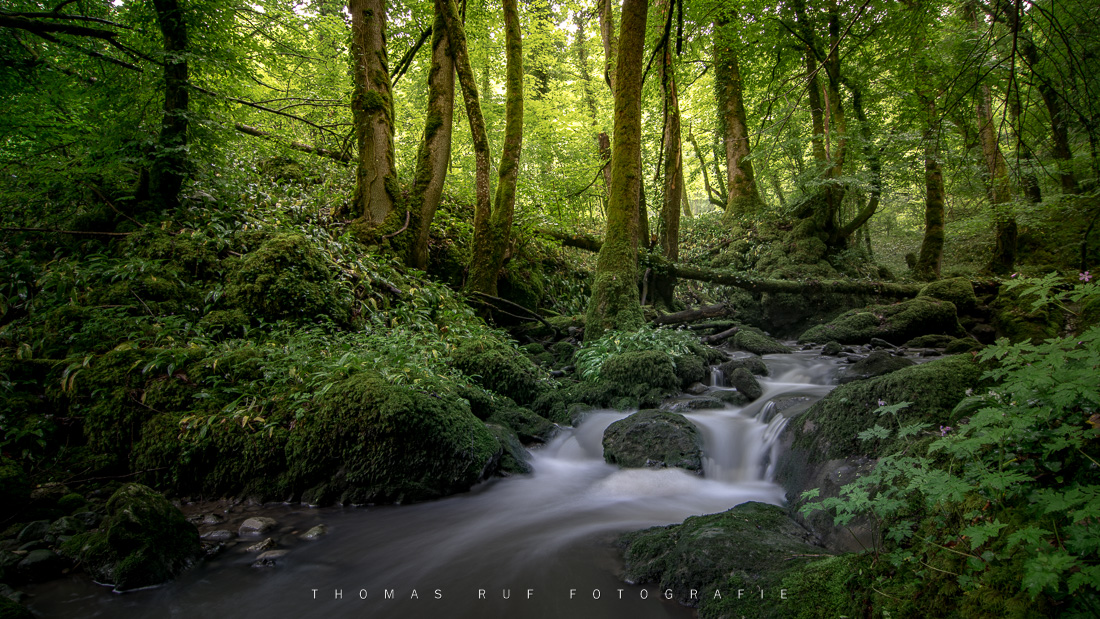 Rauschen im Frühlingswald | BL