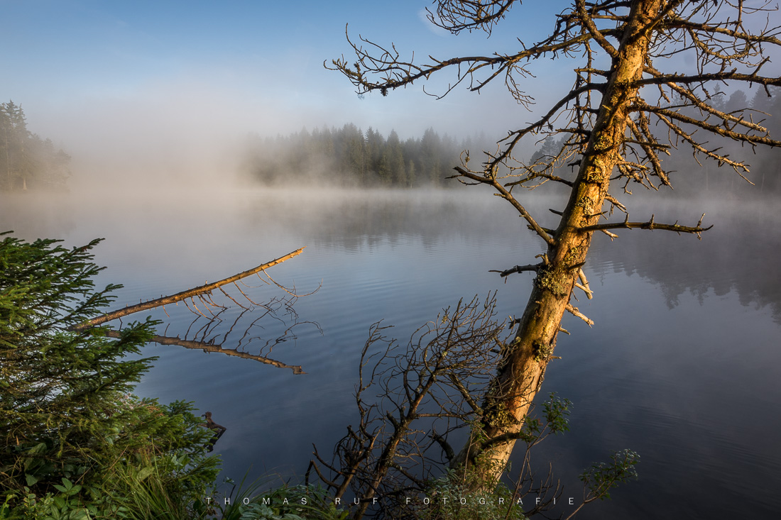 Morgenstimmung | Etang de la Gruère JU
