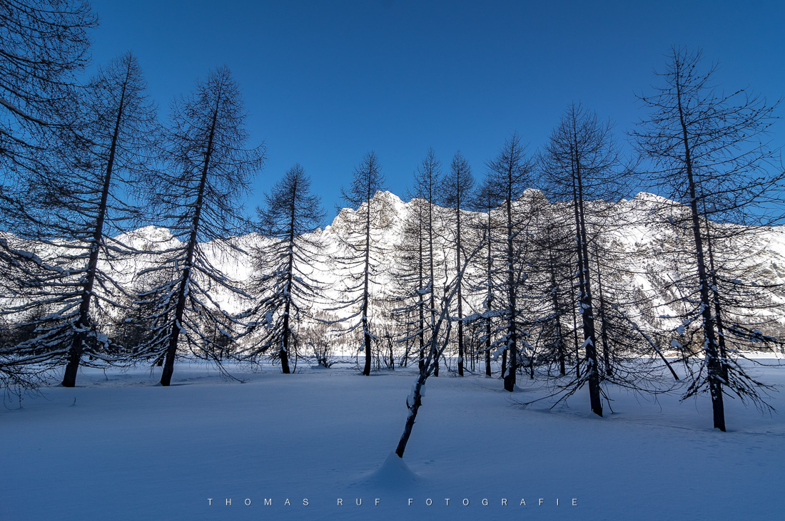 Lärchenwald im Winter | GR
