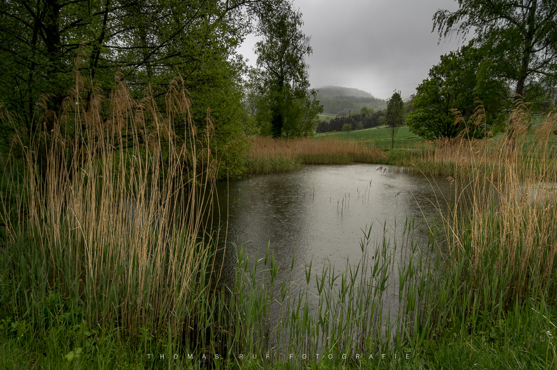 Teich | BL