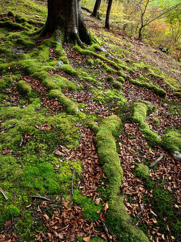 Moosbedeckte Wurzeln | BL