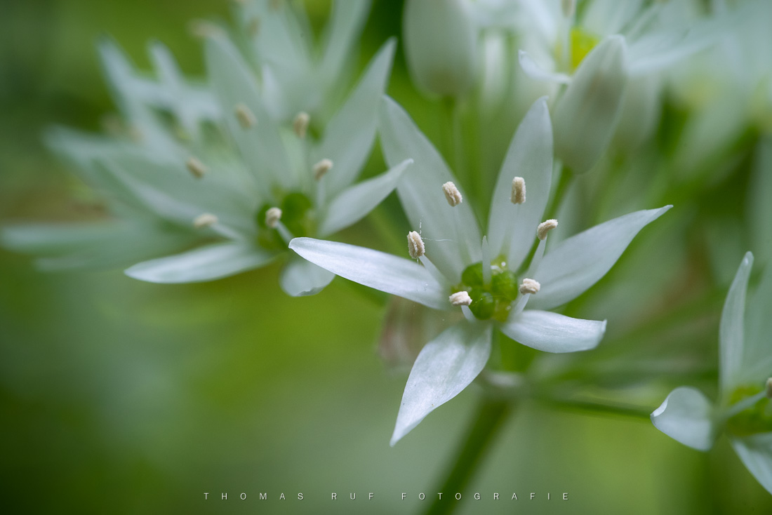 Bärlauchblüten | BL