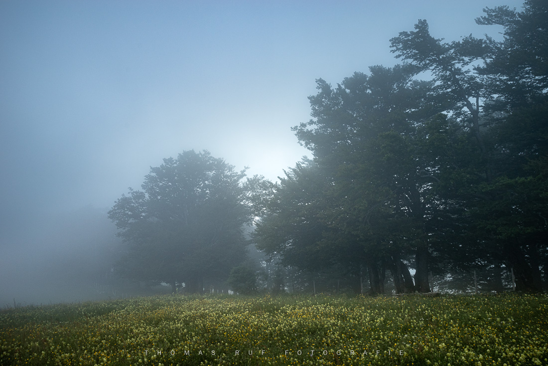 Nebelwald | Hohe Winde SO