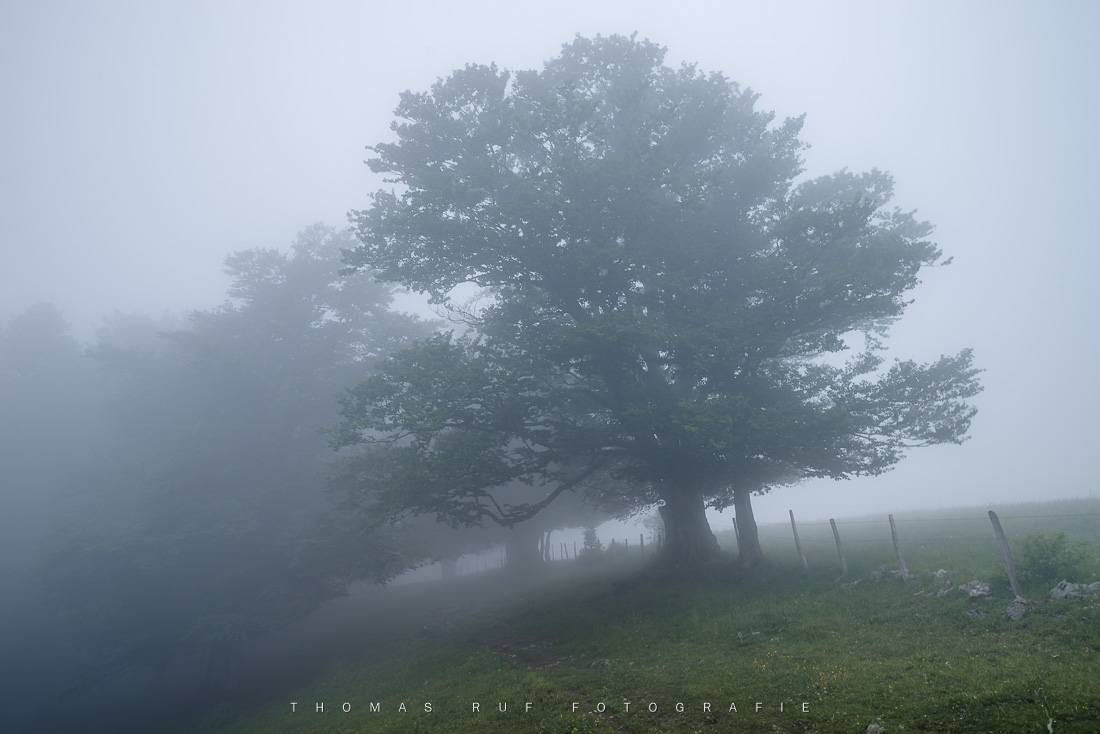 Nebelwald | Hohe Winde SO